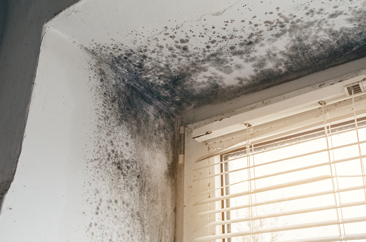 Black mold growing extensively on a damp wall and ceiling corner above a window, indicating moisture and water damage.